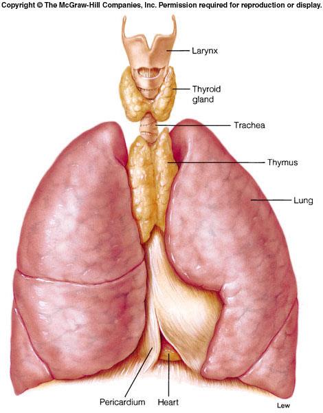 Timus (Thymus) Timus göğüs boşluğunda, tiroid bezin altında ve trachea ve pericardın önünde yerleşmiş lenfoid sistemin esas organıdır. Timus bir vitamin deposudur (özellikle Vit C).