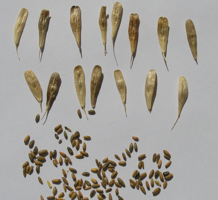 Çömlekcioğlu et al. Effects of Temperature, Hormone and Vegetation Period on the Germination of Isatis tinctoria L.