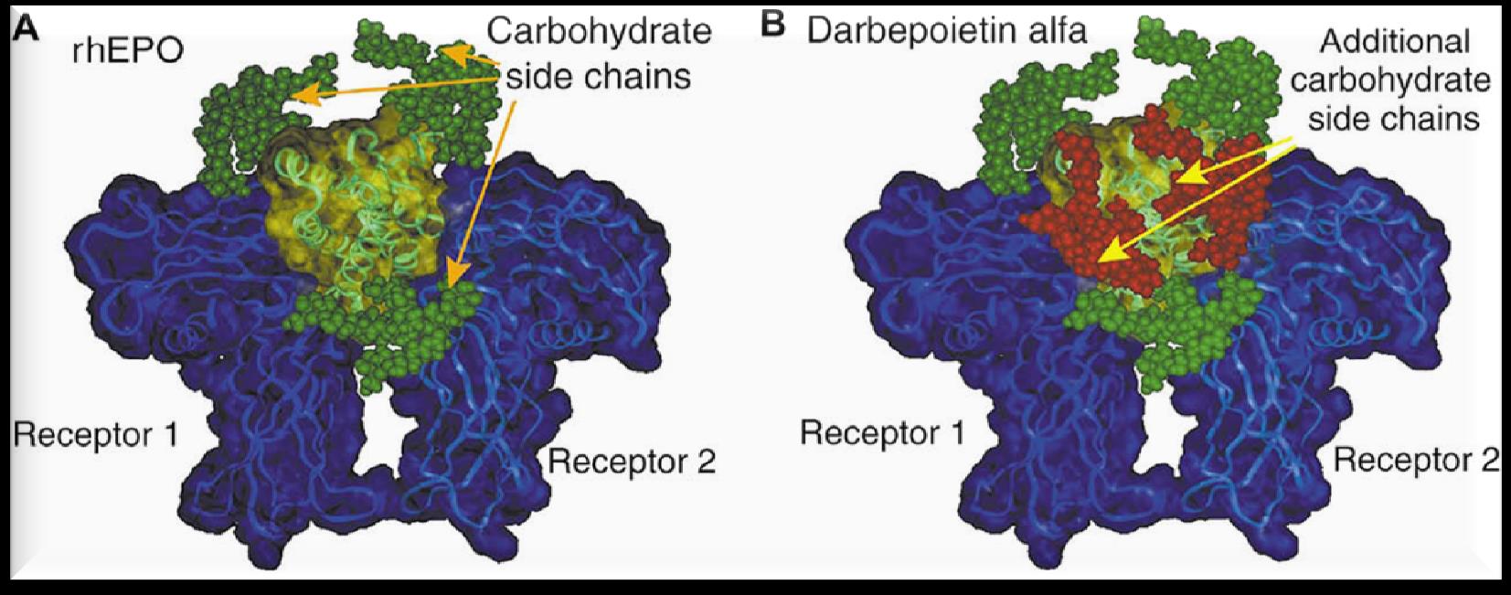 Epoetin alfa ve beta Darbepoetin alfa 3 N-linked
