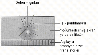 Dolaylı sayısal dönüştürme Bu sistemler ekran-film sistemleriyle benzerdir. X-ışını dedeksiyon materyali olan fosfor ekran X-ışınının yutulması üzerine ışık yayar.