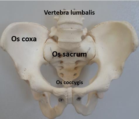 Bireysel Etkinlik Osteoloji Genel Bilgiler ve Vücut Kemikleri Ossa metacarpi (metacarpal=el tarak kemikleri) bölgesi: Bu bölgede beş (5) adet metacarpal kemik bulunur.