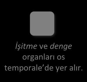 Bireysel Etkinlik Osteoloji Genel Bilgiler ve Vücut Kemikleri KEMİKLERİN SINIFLANDIRILMASI İnsan vücudunda bulunan kemikler bir araya gelerek iskelet sistemini oluştururlar.