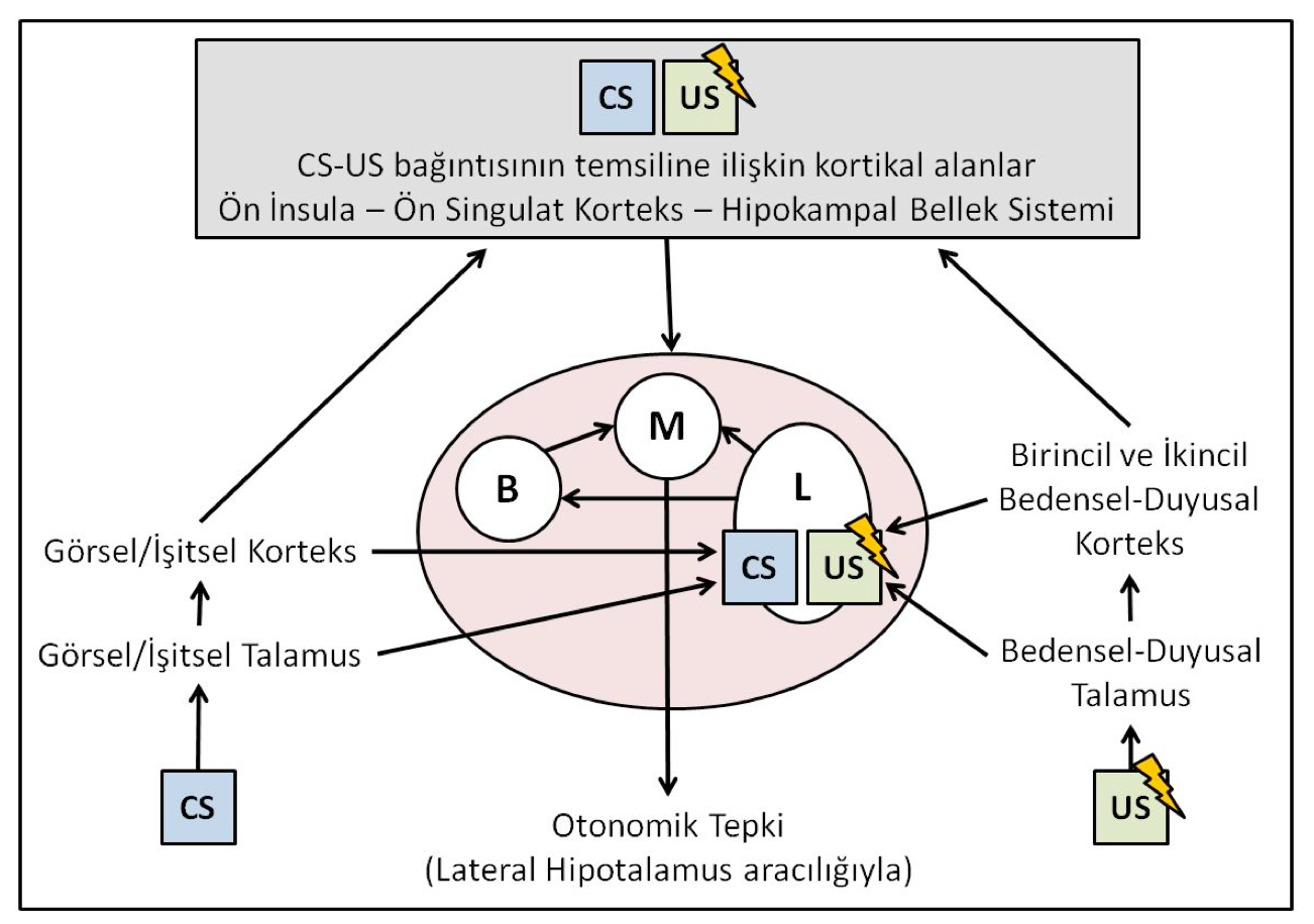 Belleğin Yeniden-Bütünleştirilmesi 71 (2) Epizodik bellek (Forcato ve ark., 2007; 2009; 2010; Hupbach ve ark., 2007; 2008; 2009; Strange ve ark.