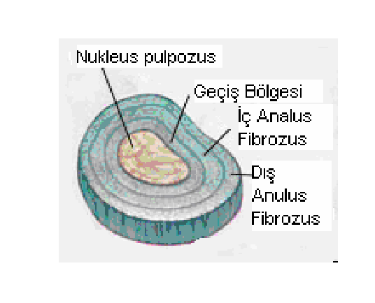 Nukleus Pulpozus Adölesan ve çocukta büyük miktarda su, az sayıda kollajen lif, birkaç kıkırdak hücresi içeren ovoid jelatinöz bir kitledir.