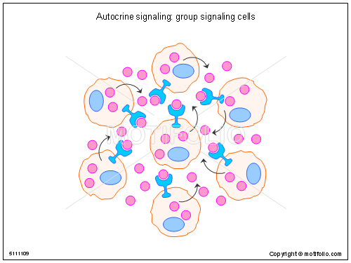 Otokrin uyarı İmmün sistemde önemli Tümör hücrelerinde büyüme bağışık yanıtın düzenlenmesinde