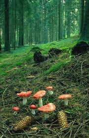 18) Orman ekosistemlerine ait flora ve