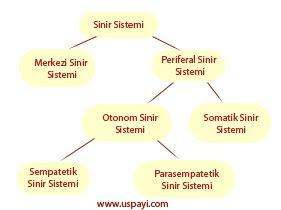 Sinir