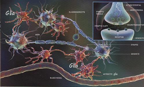 Sinir sistemindeki hücreler GLİA lar: nöronlardan daha