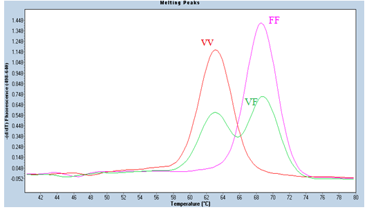 Çalışmada genotipik görüntülemesi yapılan Lp-PLA2 V279F mutasyonunun Melting Curve analiz görüntüleri ve değerlendirmeleri şekil 3.2 de verilmiştir. Şekil 3.