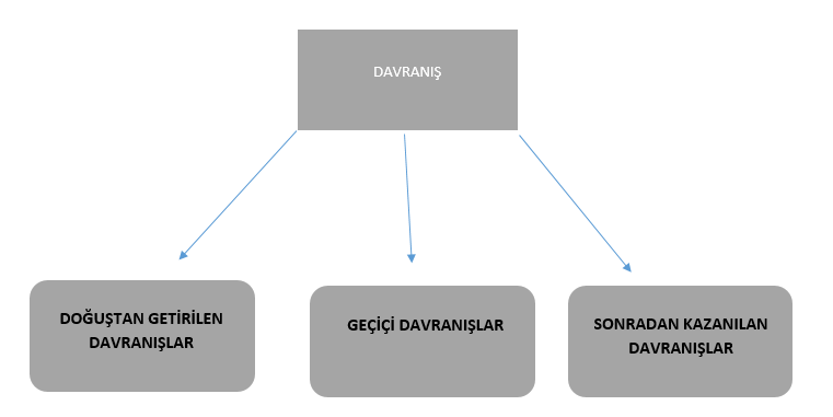 Şekil 6.3. Davranış Türleri Yukarıda şekil 1.3. de verilen davranış türlerinden; Doğuştan getirilen davranışlar, doğuştan bireyin biyolojik potansiyeli temelinde kendiliğinden var olan ve öğrenme ürünü olmayan davranışlardır.