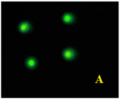 ethidium bromid gibi DNA spesifik boyalarla boyanıp floresan mikroskop altında incelendiğinde hasarın derecesine göre DNA lar dairesel formdan kuyruklu yıldıza benzer forma kadar çeşitli derecelerde
