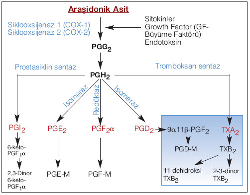 Şekil 2.8: Prostaglandin sentez basamakları (57). Siklooksijenaz enziminin iki farklı gen tarafından kodlanan ve farklı fizyopatolojik olaylarca indüklenen 2 alt grubu bulunmaktadır: 1.