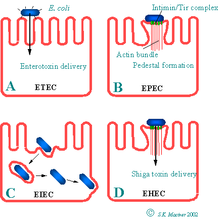 2. Yapıcı zehirlilik genlerinin varlığı Bağışıklık sistemi ve hızlı bakteri üremesi arasındaki savaş