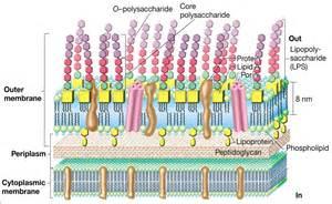 Toksinler Endotoksinler Gr negatifler Membranda