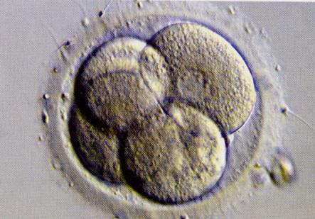embriyo 4 