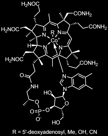 Kobalamin (B12 Vitamini ) Hayvansal kaynaklı (et, böbrek, karaciğer) İnsanda sentezlenebilir.