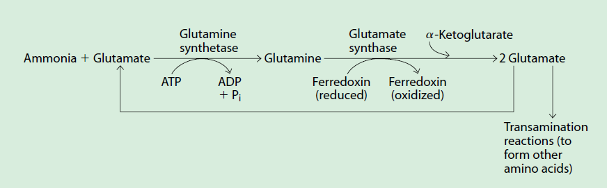 Amonyak Glutamat Glutamin sentetaz Glutamin Glutamat sentaz α-ketoglutarat 2 Glutamat Ferrodoksin (indirgenmiş) Ferrodoksin (yükseltgenmiş) Transaminasyon reaksiyonları (diğer amino asitleri