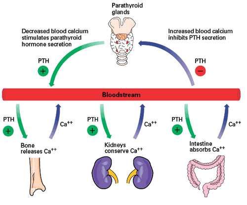 Hiperkalsemi Primer hiperparatiroidizm en büyük nedendir Paratiroid Bezler Kemikler, taşlar, psişik durumlar, ve abdominal iniltiler gözlenebilir Kan Ca düşüşü PTH Salınımını uyarır Kan Ca artışı PTH