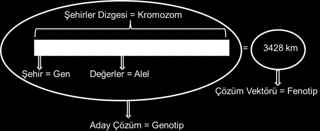 olarak alt bileşenlerin değiştirilmesi suretiyle çaprazlama (crossover) işlemi gerçekleştirilerek yeni bireyler üretilir.