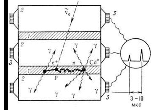 Nötrino nun gözlemlenmesi: 1995 Fred Reines & Clyde Cowan, 1956 hayaletin peşinde Plan A: Atom bombası Plan B: Nükleer reaktörlerin kullanımı 2 m H 2 O + CdCl 2