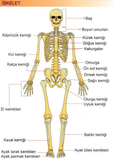 DESTEK ve HAREKET SİSTEMİ - Destek ve hareket sistemimiz: iskelet sistemi, eklemler ve kas sisteminden meydana gelir. İskelet Sistemi - İskelet sisteminin oluşturan yapılar kemiklerdir.