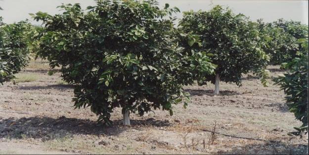 TURUNÇGİL Tropikal iklim bitkisidir. Yurdumuzda tarımı en fazla Akdeniz Bölgesinde gelişmiştir (%88).