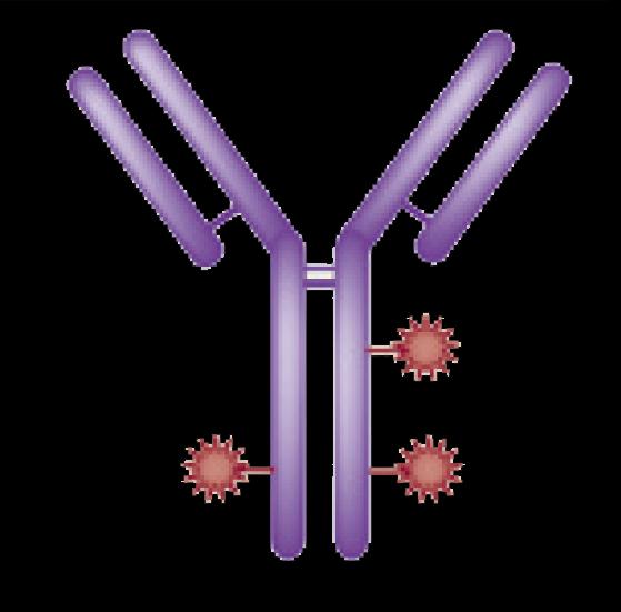 HER2+ Meme Kanseri İçin Hedefe Yönelik Tedaviler: Trastuzumab, Lapatinib ve T-DM1 Antikor: Trastuzumab P P HER2 Sitotoksik: DM1 Stabil bağlayıcı: MCC Emtansin P P P