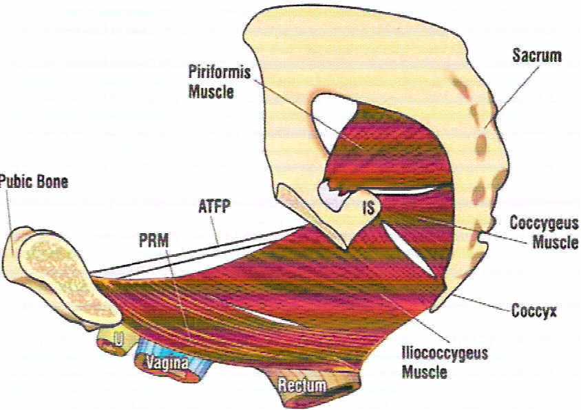 . Pelvik fasyanın tendinöz arkusu (ATFP= Arcus Tendineus Fasciae Pelvis). Visseral fasya Aktif Destek Yapılar 1) Kaslar. Levator ani. Musculus iliococcygeus. Musculus Pubococcygeus (M.