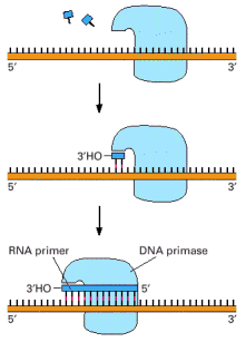 DNA Primaz 3' hidroksil grubu gereksinimi DNA primaz denen bu enzimin