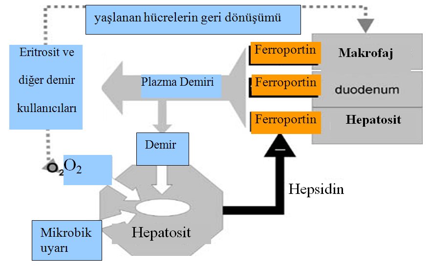 ġekil 3. Plazma hepsidin düzeyinin demir düzeyi, anemi ve hipoksi ile düzenlenmesi. 20 2.1.4.