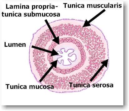 Mukoz çıkıntıların en uzunlar infundibulum üzerinde bulunur ve ovaryum yüzeyine doğru uzanırlar. Tunica mucosa, lamina epitelialis ve lamina propria katlarından ibarettir.