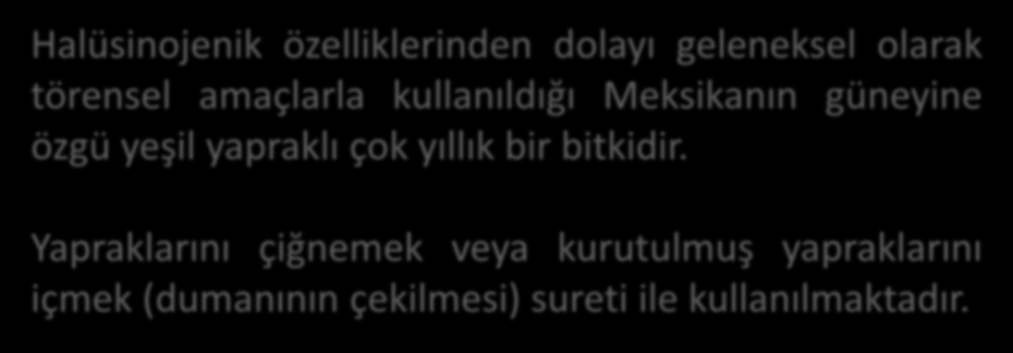 Salvia divinorum Halüsinojenik özelliklerinden dolayı geleneksel olarak törensel amaçlarla kullanıldığı Meksikanın güneyine özgü yeşil