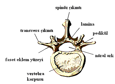 (27) (Şekil 2.2).