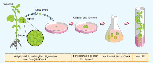 Hücre ve Doku Kültürü Doku kültürü; hücre ve dokuların canlının