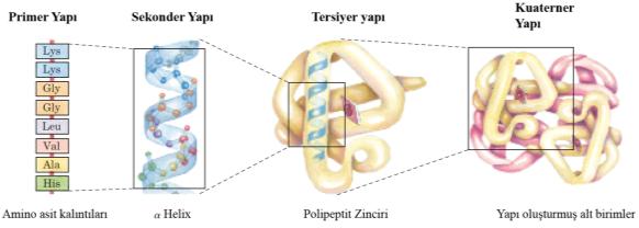 Peptid bağı nasıl oluşur? Peptitler amino asitlerden oluşmuş zincirlerdir. İki amino asit molekülü bir amit bağı ile kovalent olarak birbirine bağlandıklarında bir dipeptit oluşur.