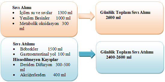 Ekstraselüler sıvı, hücrelerin dıģında bulunan bütün sıvılara denir. Toplam vücut suyunun yaklaģık % 30 nu oluģturur.