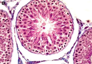 gösterdiklerini bildirmişlerdir. Ayrıca immunokastrasyon uygulanan erkek kuzular fiziksel kastre edilenlere göre daha yağsız karkas üretmektedirler. Şekil 10.