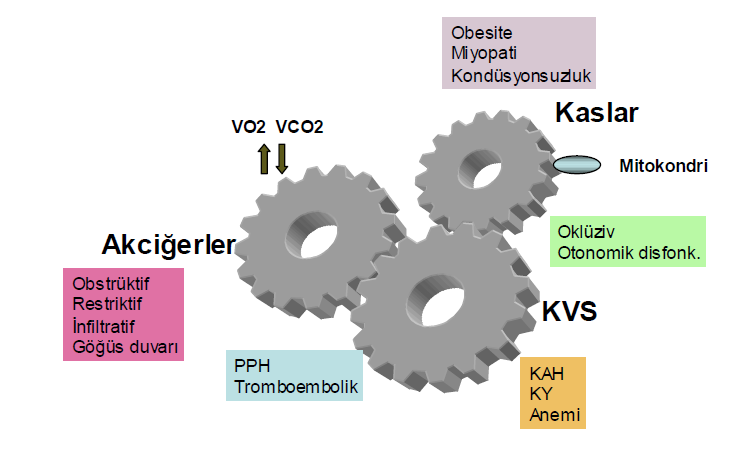 2.5. Kardiyopulmoner Egzersiz Testleri (KPET) Egzersiz testleri; kontrollü metabolik şartlar altında yapılan egzersizin; solunum sistemi, kardiyovasküler sistem ve sellüler cevabının araştırılması