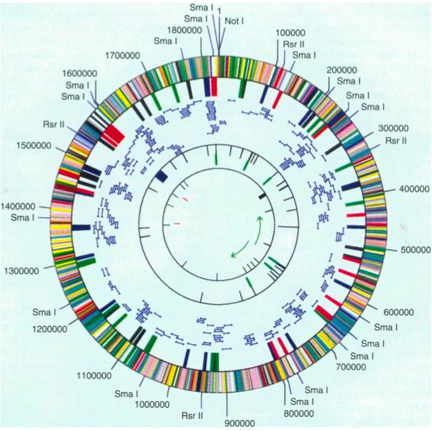 ve Mycoplasma genitalium un tüm