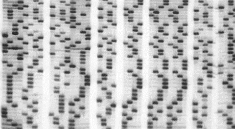 1977-Maxam-Gilbert Yöntemi DNA nın kimyasal modifikasyonunu takiben