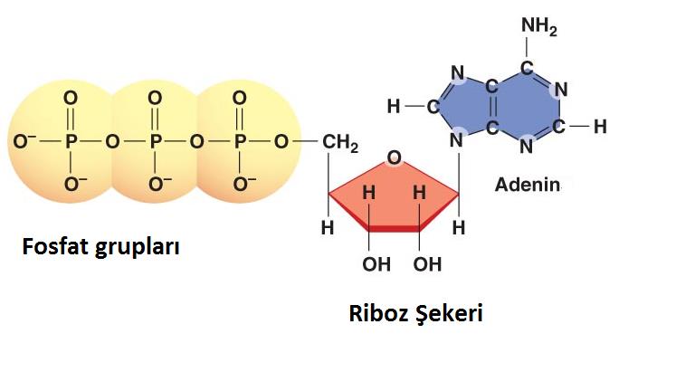Nükleotidler nedir Örneğin hücrede enerji üretiminden sorumlu olan ATP nin DNA sına bir bakalım. Bir nükleosid e fosfat eklendikçe Nükleotid olur.