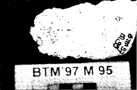 Resim 9: KLZ'95-69 B numaralı iskelete ait enfeksiyon izleri (Güleç ve diğerleri, 1998).