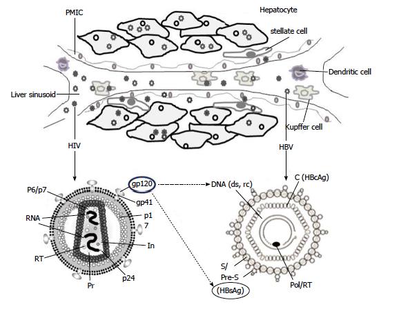 Patogenez HBV KC sinusoidleri Kupfer Hepatik satellit HBV Yüksek viral yük İlaç