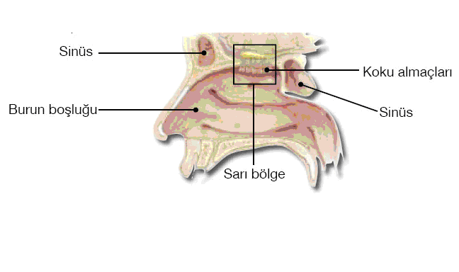 Koklama Organımız Burun: Burun, koku alma ve solunum organımızdır. Bu organ, alınan havanın temizlenmesini, ısıtılmasını, nemlendirilmesini ve kokusunun algılanmasını sağlar.