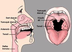 İmmün Sistem organları Geniz eti (Adenoid) ve Bademcikler (Tonsil): Vücudun bağışıklık sisteminde rol alan, lenfosit üretmekle görevli lenfoid dokulardır.