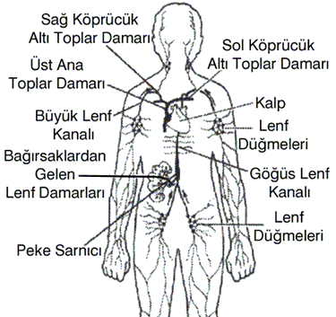 Lenf dolaşımı: Lenf veya Akkan, akyuvar içeren, kan plazmasına benzeyen renksiz sıvıya verilen isim dir.