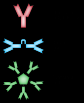 Antikorlar Globulin proteini içerirler = İmmunglobulin İg A: Bağırsak, solunum, genital kanalda bulunur. Patojenlerin kolonizasyonuna karşı mukozayı korurlar.