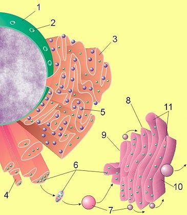 Hücre organeller 5-Granüllü Endoplazmik Retikulum: Protein sentezinde rol oynar. Üzerindeki granüller Ribozom dur.