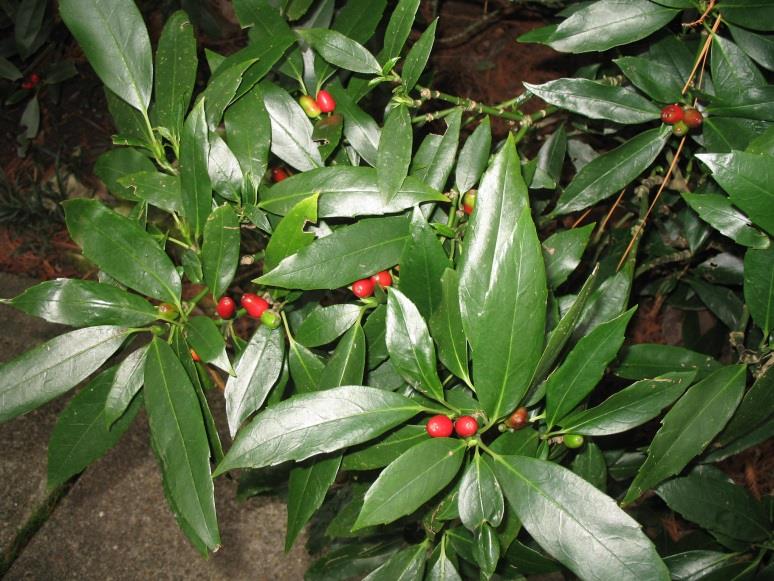 Aucuba japonica