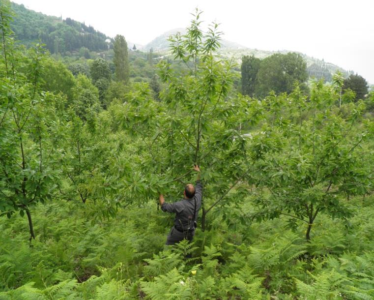kestane üretimi yapan üreticilerimiz ile sınır bölgeler ve kestane ağaçlarının yoğun olduğu bölgeler baz alınarak yürütülmüştür.